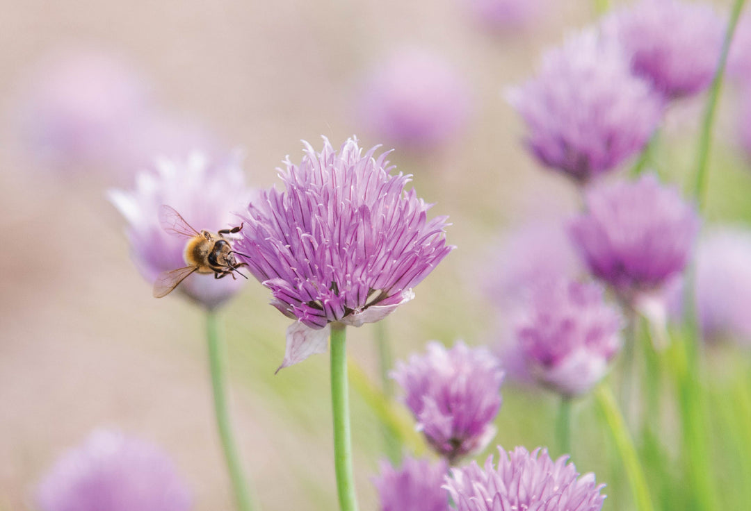 5 Life Lessons We Can Learn From Nature In Light of COVID-19