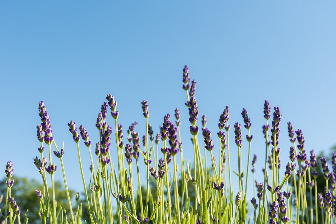 Lavender Varieties
