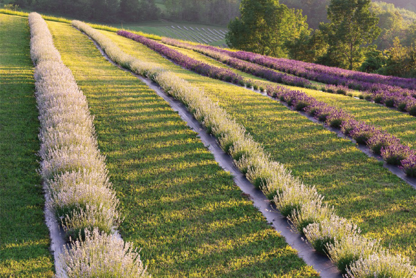 French vs. English Lavender-  What's the Difference?