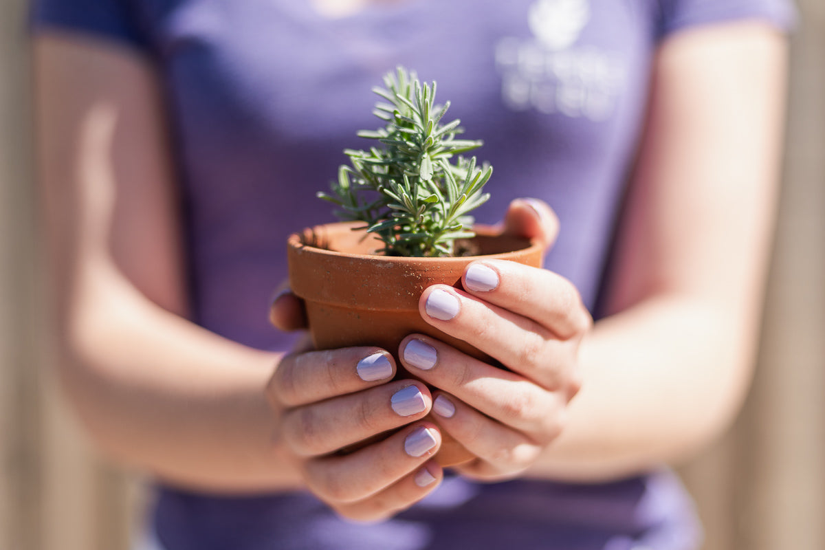 How to Prep your Lavender Plants for Winter