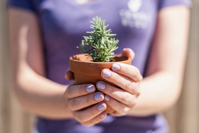 How to Prep your Lavender Plants for Winter