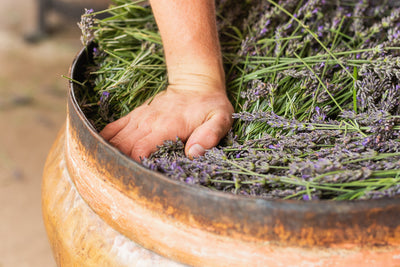 10 Easy Ways To Incorporate Lavender Essential Oil In Your Everyday