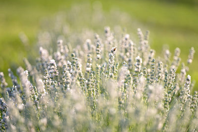 Melissa: Embracing the Elegance of the White English Lavender Plant
