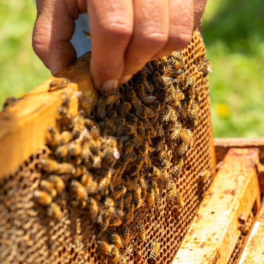 Lavender Creamed Honey (60g)