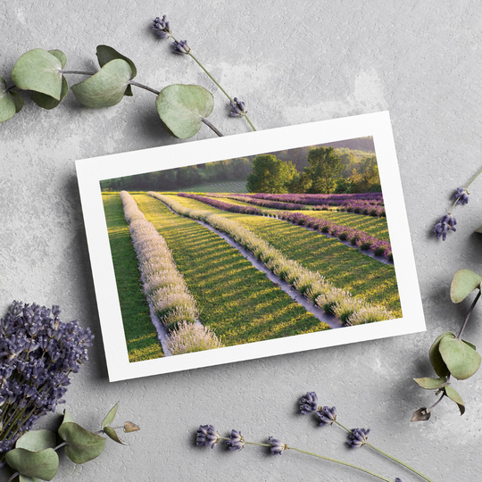 Fennario Meadows Greeting Cards- Artist Peter Dušek