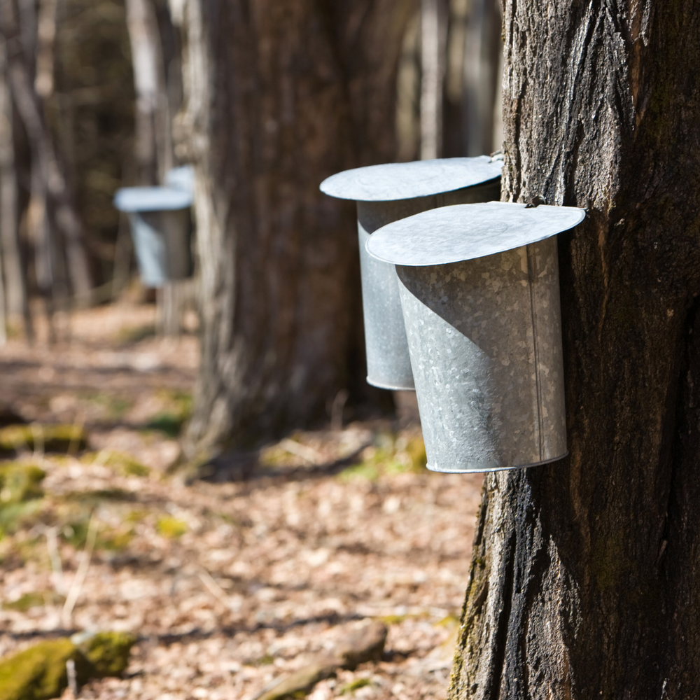 Fennario Maple Syrup