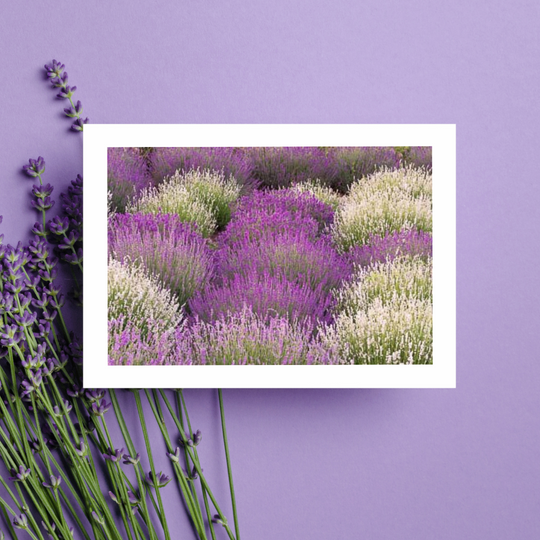 Fennario Meadows Greeting Cards- Artist Peter Dušek