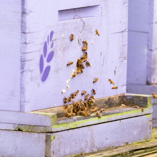 Lavender Creamed Honey (60g)