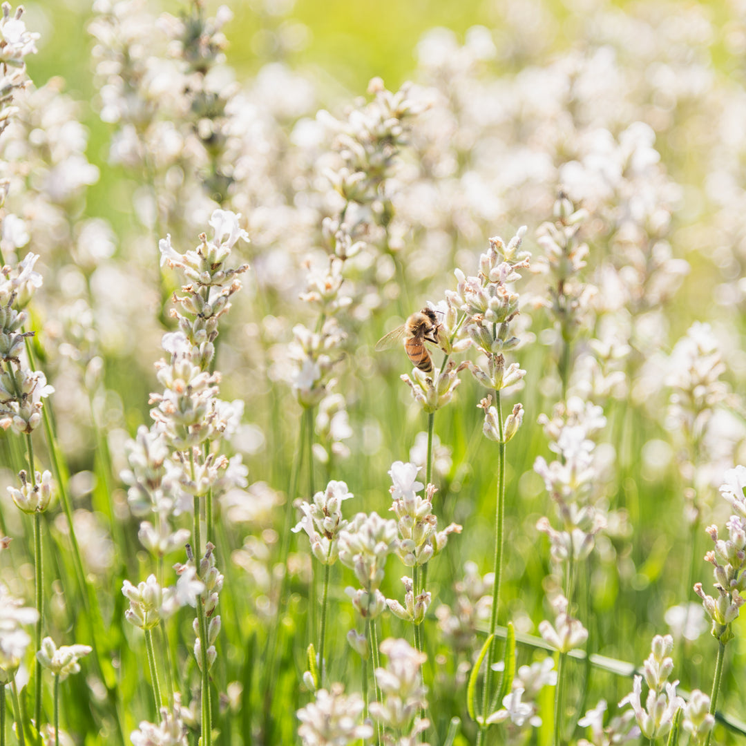 White Lavender Bath Gift Set