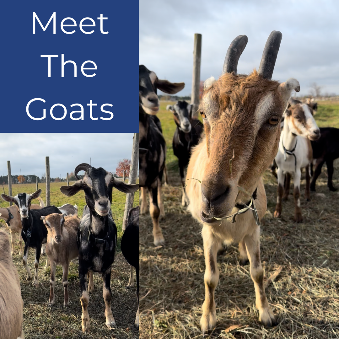 French Lavender & Goat Milk Bar Soap