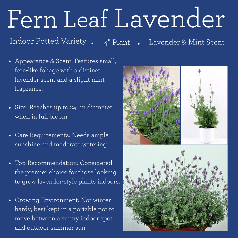 Live Lavender Plants PRE-ORDER 2026