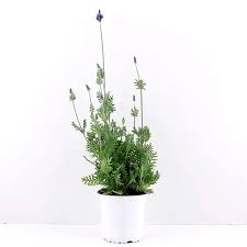 Live Lavender Plants PRE-ORDER 2026