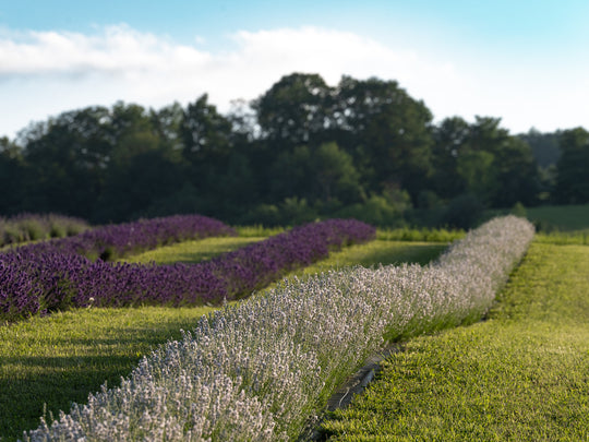 White Lavender Bath Gift Set